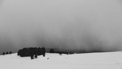 绿色在白雪覆盖的土地上有叶子的树
